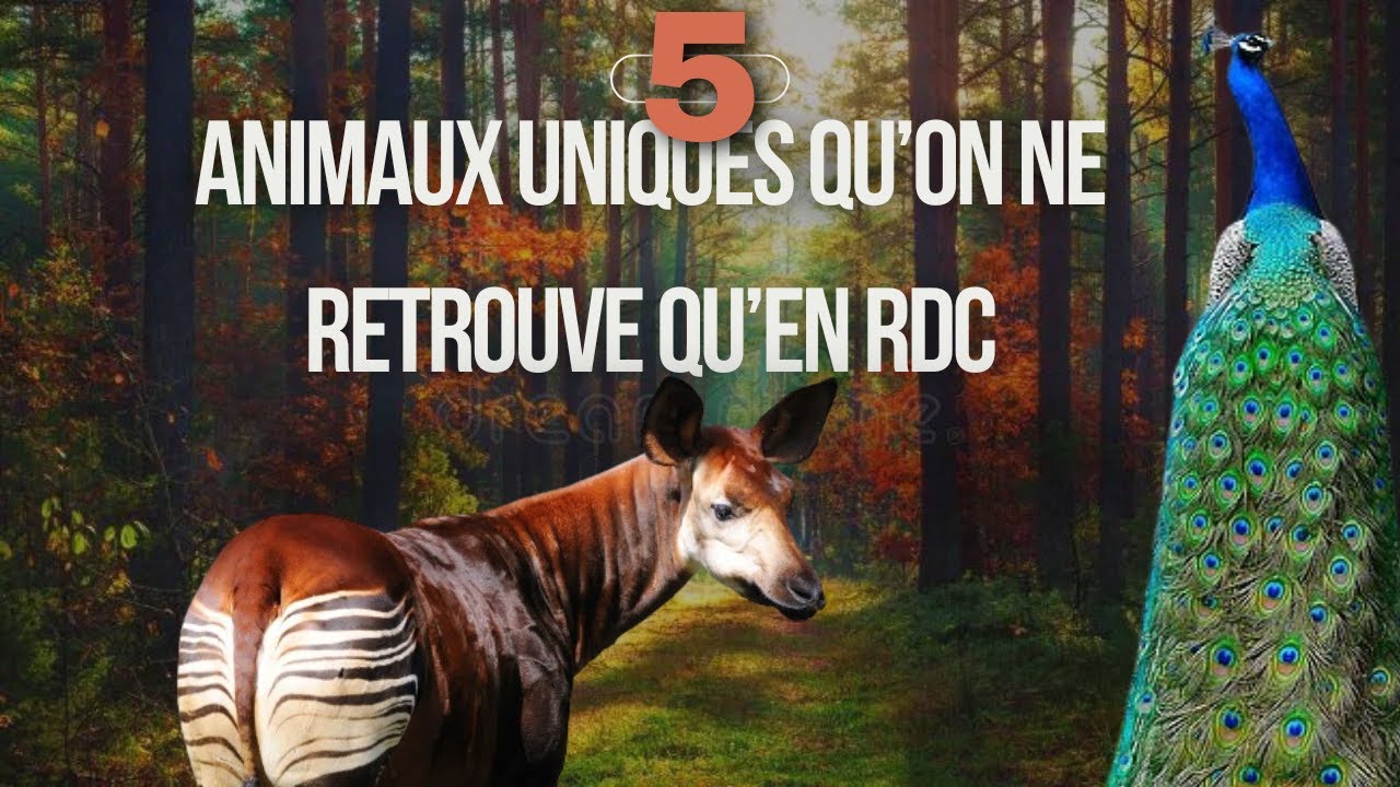 🌿 5 ANIMAUX UNIQUES QU'ON NE TROUVE QU'EN REPUBLIQUE DEMOCRATIQUE DU ...
