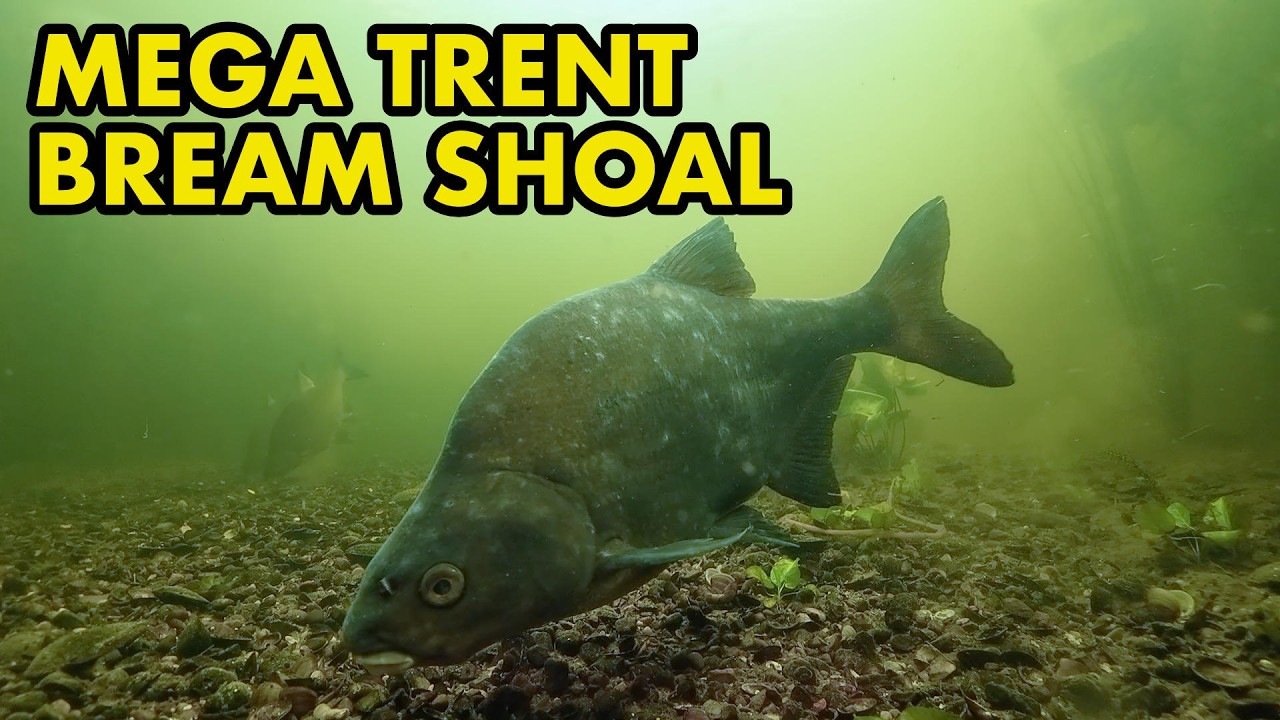 Big Shoal of Bream and Surprise Fish Appearance