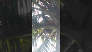 Download Lagu pakempe kaluku pale wajo MP3