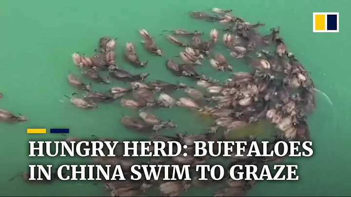 Hundreds of buffaloes swim across river in China’s southwestern province of Sichuan - DayDayNews