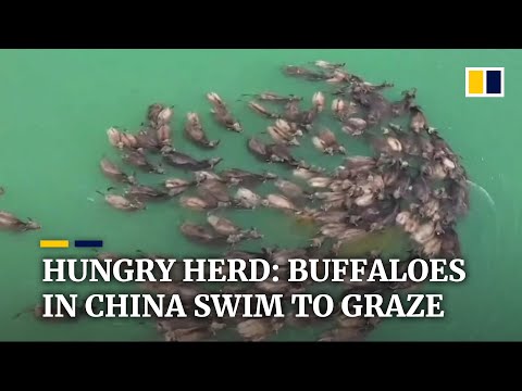 Hundreds of buffaloes swim across river in China’s southwestern province of Sichuan