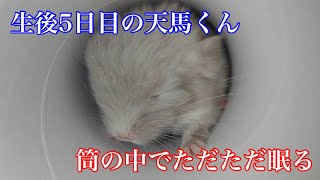 ［チンチラ］チップスターの筒の中で、ただただ眠る天馬くん
