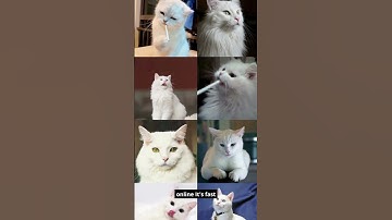 Just click the Photo and upload it on Reverse Image Search