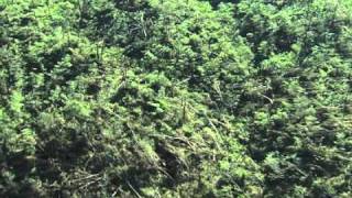 Pratt City/Fultondale Aerials