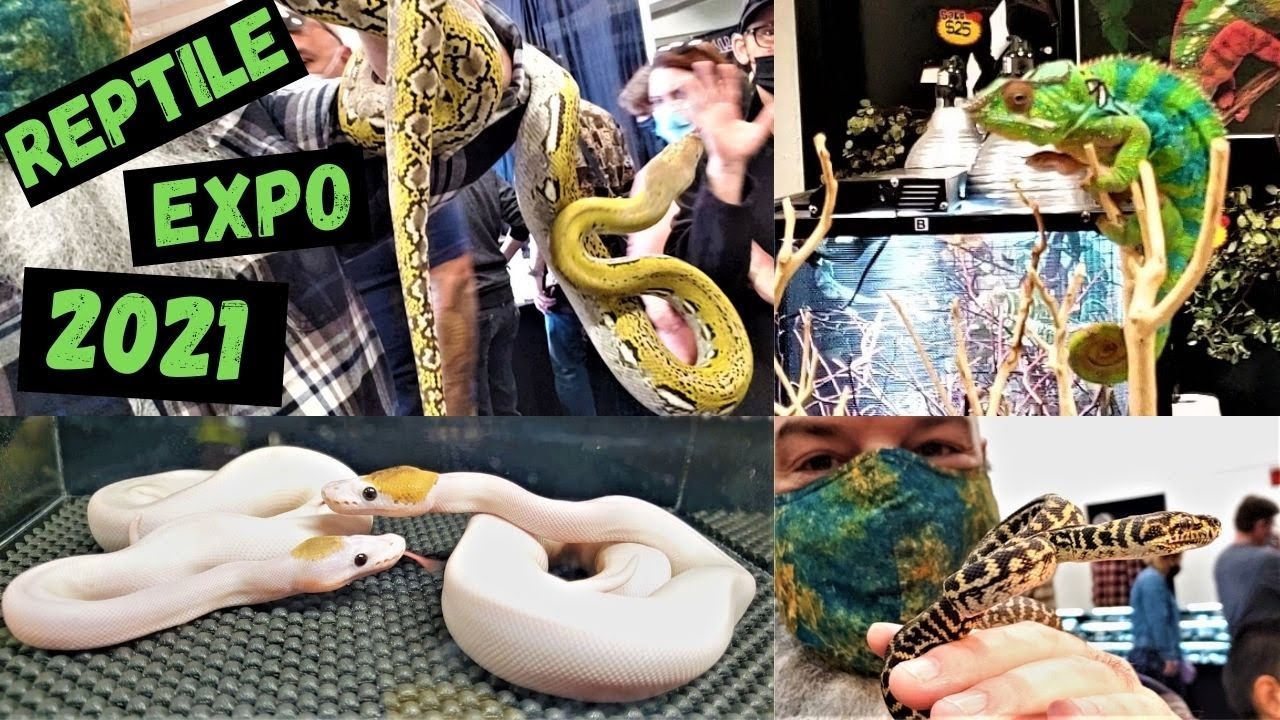 Trip To The Reptile Expo 2021 See all the snakes! YouTube