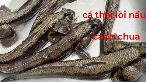 vô khu rừng mới cấm cá thòi lòi, nhưng không có bất ngờ sảy ra. Anh ba khía miền tây 2668