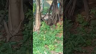 Lalbagh Botanical Garden: Explore Stunning Flora, Glass House &amp; Nighttime Magic Experience