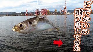 あじの泳がせ釣り中工業地帯前の堤防からどでかいのが出てきた！！！