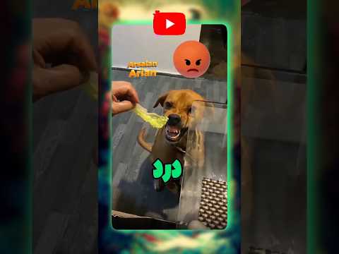 غذا قاپون سگ ها 