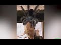 Гигантский паук-птицеед поедает птицу!