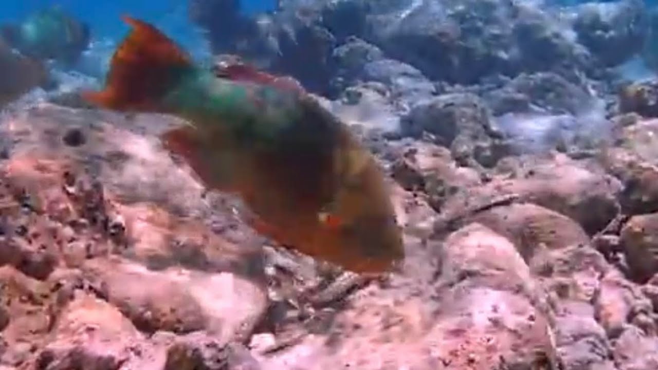 Parrot Fish of Looe Key - Making Sand! - Treasured Times Cruising
