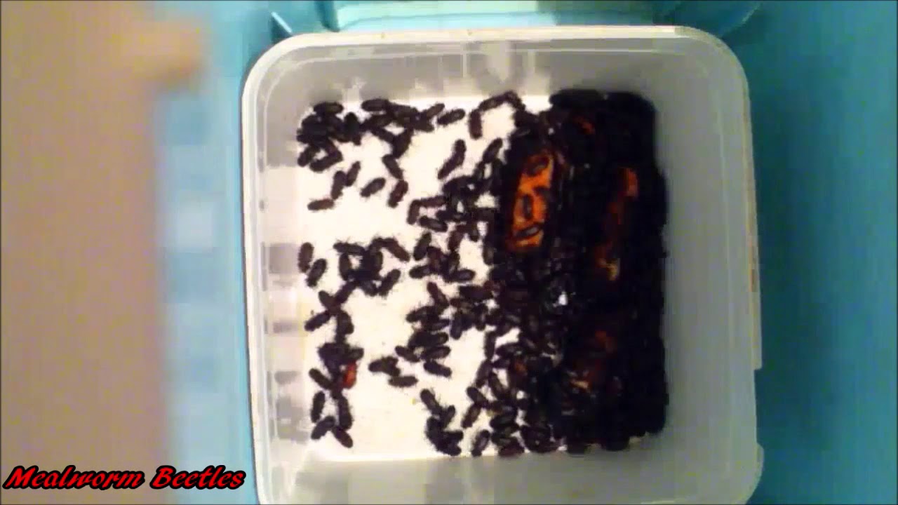 Mealworm Beetles Video Eighty Eight Thousand YouTube