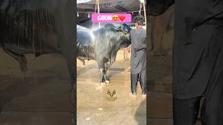 Karachi Cow Mandi | Northern Bypass Mandi #short #shorts #ytshorts #shortvideo #shortsfeed #cow