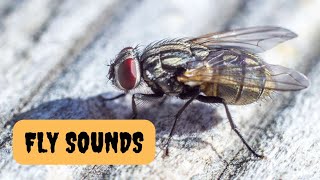 fly sounds | housefly buzzing noises screenshot 4