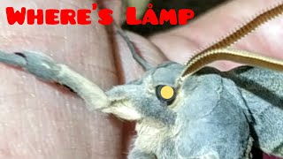 Biggest Moth I Ever Found