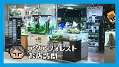 アクアショップ訪問 アクアテイラーズ森ノ宮店 Youtube