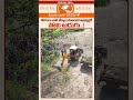 1100 ఏళ్ల చరిత్ర కలిగిన తేర్యాల శివాలయ పునర్నిర్మాణం | Sri Shankara Guruji | One Day Seva