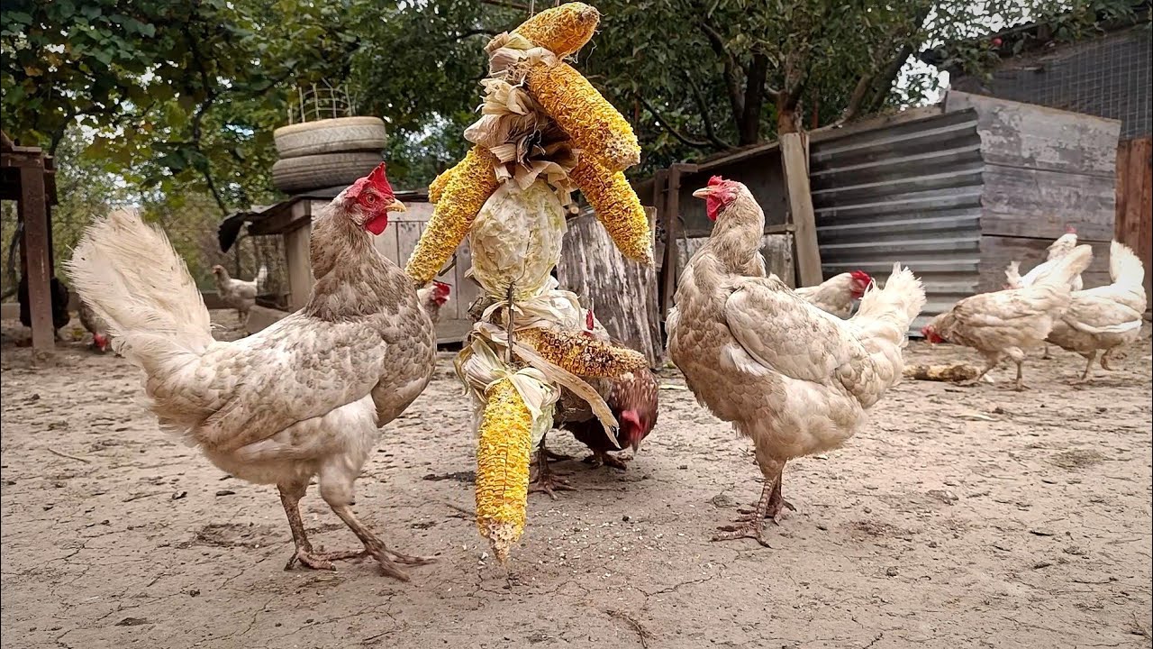 Country Delight: Chickens in Green Harmony