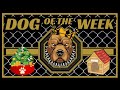 DOG OF THE WEEK!!! UFC Paris: Imavov vs Borralho