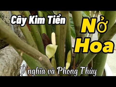 Video: Hoa cây kim tiền. Cách cây kim tiền nở hoa: ảnh