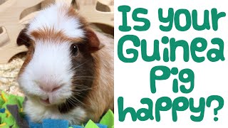 7 Signs Your Guinea Pig is HAPPY! | How to Tell if Your Guinea Pig is Happy | Guinea Piggles by Guinea Piggles 20,413 views 2 years ago 3 minutes, 50 seconds