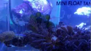 Dwarf Cuttlefish (Sepia Bandensis) feeding
