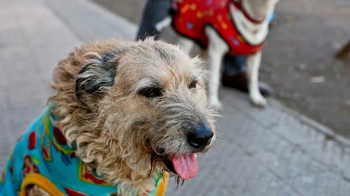 Scorching temperatures means pets are prone to dehydration and exhaustion - DayDayNews