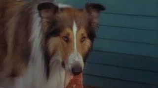 Lassie -  Flight Of The Cougar (1967) full movie