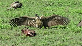 Tanzania 2018 - Ndutu - Vultures Eating 2