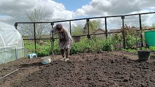 Removing Weeds in Allotment