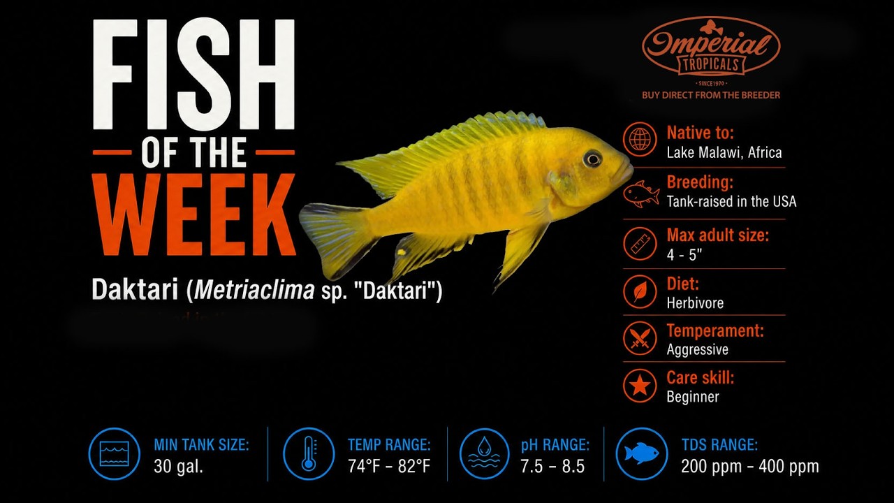 🐟💯 Fish of the Week: Male Daktari (Metriaclima sp. "Daktari")  #DaktariCichlid #ImperialTropicals