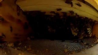 Bienen Film