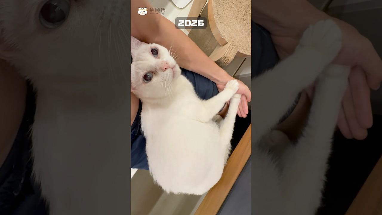 絕對要待在腿上的女子 #豆漿 #cat #貓咪 縮圖