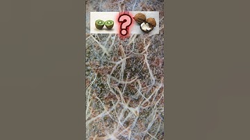 Can You Guess This Object? Magnified View of a Kiwi | Fun Microscope Quiz #guessinggame