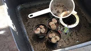 What To Do When You Get A New Lithops Plant.  Checking Root Health And Removing Soil From Roots screenshot 4