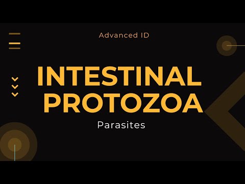 ADVANCED ID | PARASITES | Intestinal Protozoa