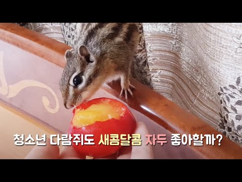 청소년 다람쥐도 새콤달콤 자두를 좋아할까?