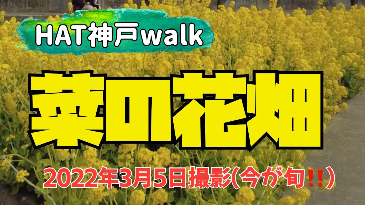 Hat神戸walk 菜の花畑 関西ハイキング 神戸市灘区 Youtube