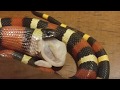 Amazing Milk Snake Feeding Behavior and Size Comparison!
