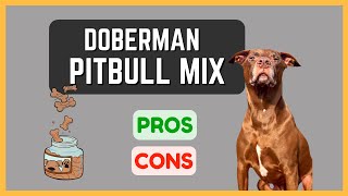 Doberman Pitbull Mix: Loyal and Devoted! Pros & Cons!