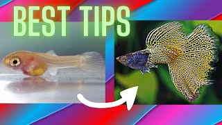 How to Dramatically Increase Growth Rate of Guppy Fry ?