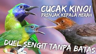 DUEL SENGIT TANPA BATAS!!! KINOI VS PRENJAK ABANG FULL TARUNG