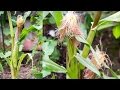 Growing Sweet Corn In Containers - A Complete Guide To Grow Corn