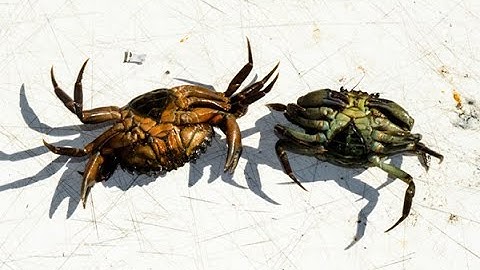 Crab Selection for Blackfish