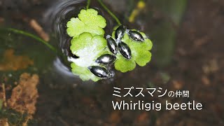 Whirligig beetle / ミズスマシの仲間 by Kengo  73 views 3 years ago 49 seconds