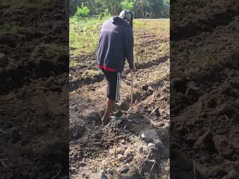 ผลสลากกินแบ่งรัฐบาล วันที่ 1 พย. 2567