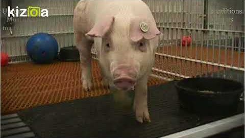 Kizoa Movie - Video - Slideshow Maker: Bioethics: Animal Research