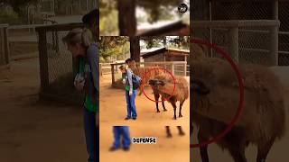This Animal Spits at People on Purpose! 😳