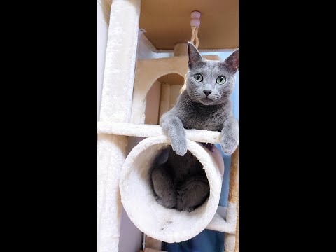 【猫動画】遊び疲れて電池が切れたロシアンブルー【russianbule】Tired from playing, resting Russian Blue