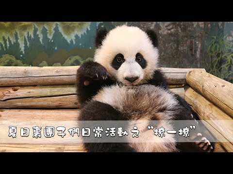《超萌滾滾秀》第一百一十一期：夏日裏團子們日常活動之“撩一撩” | iPanda熊貓頻道